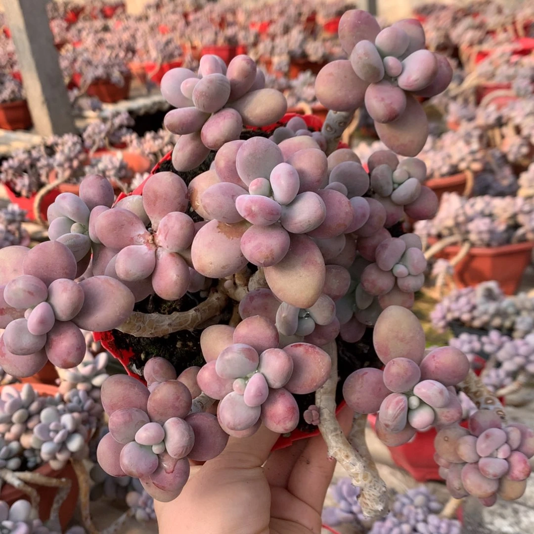 桃蛋老桩不带盆67号