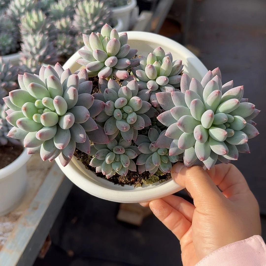 星月菩提整无砍群生多肉