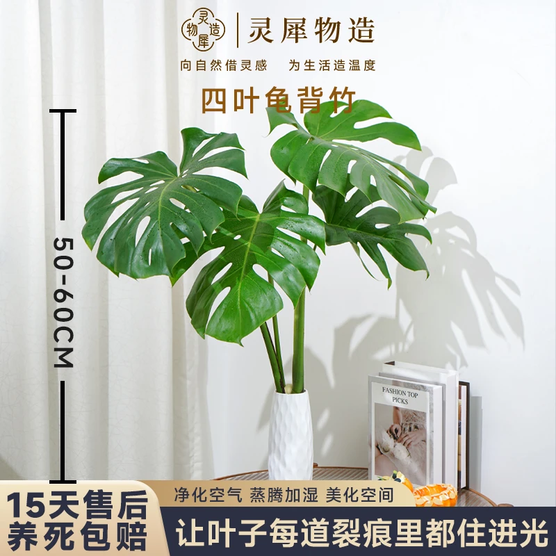 【灵犀物造】50-60cm水培四叶龟背竹盆栽室内ins风绿植净化空气好养