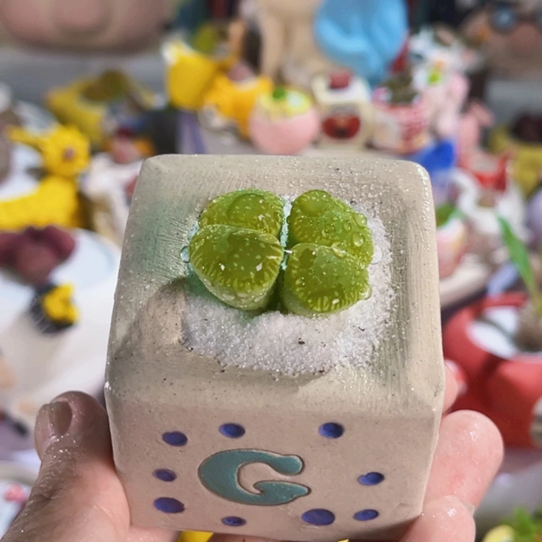 030手工盆双头绿光阳连盆带土包邮