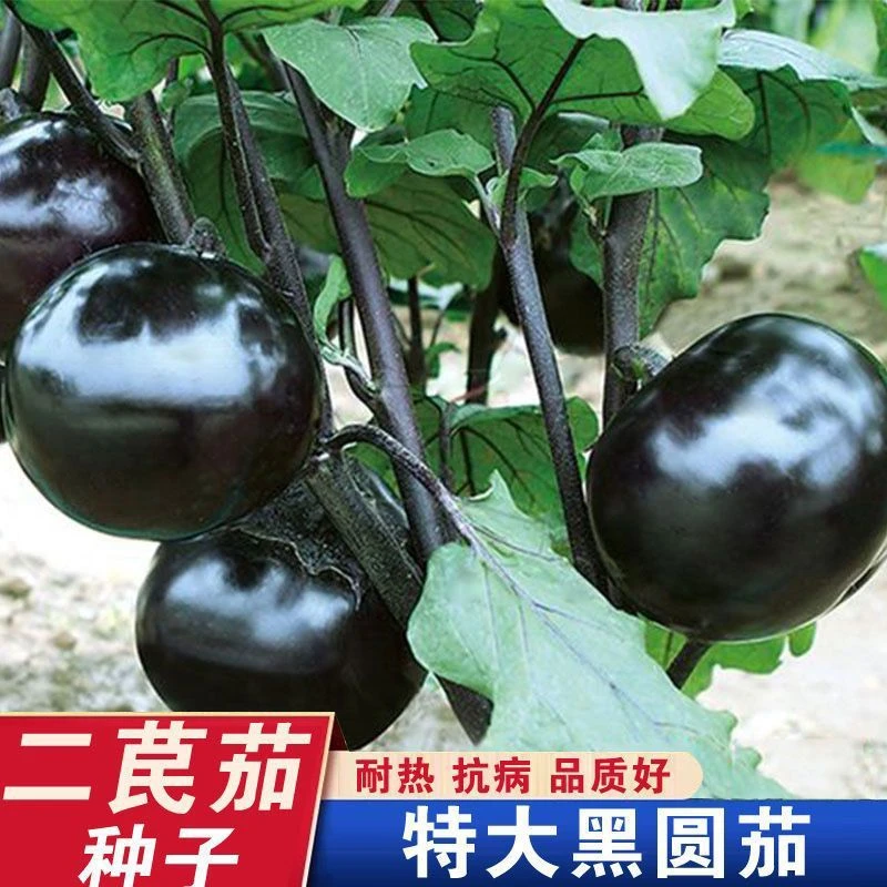 【二苠茄种籽】一包也包邮