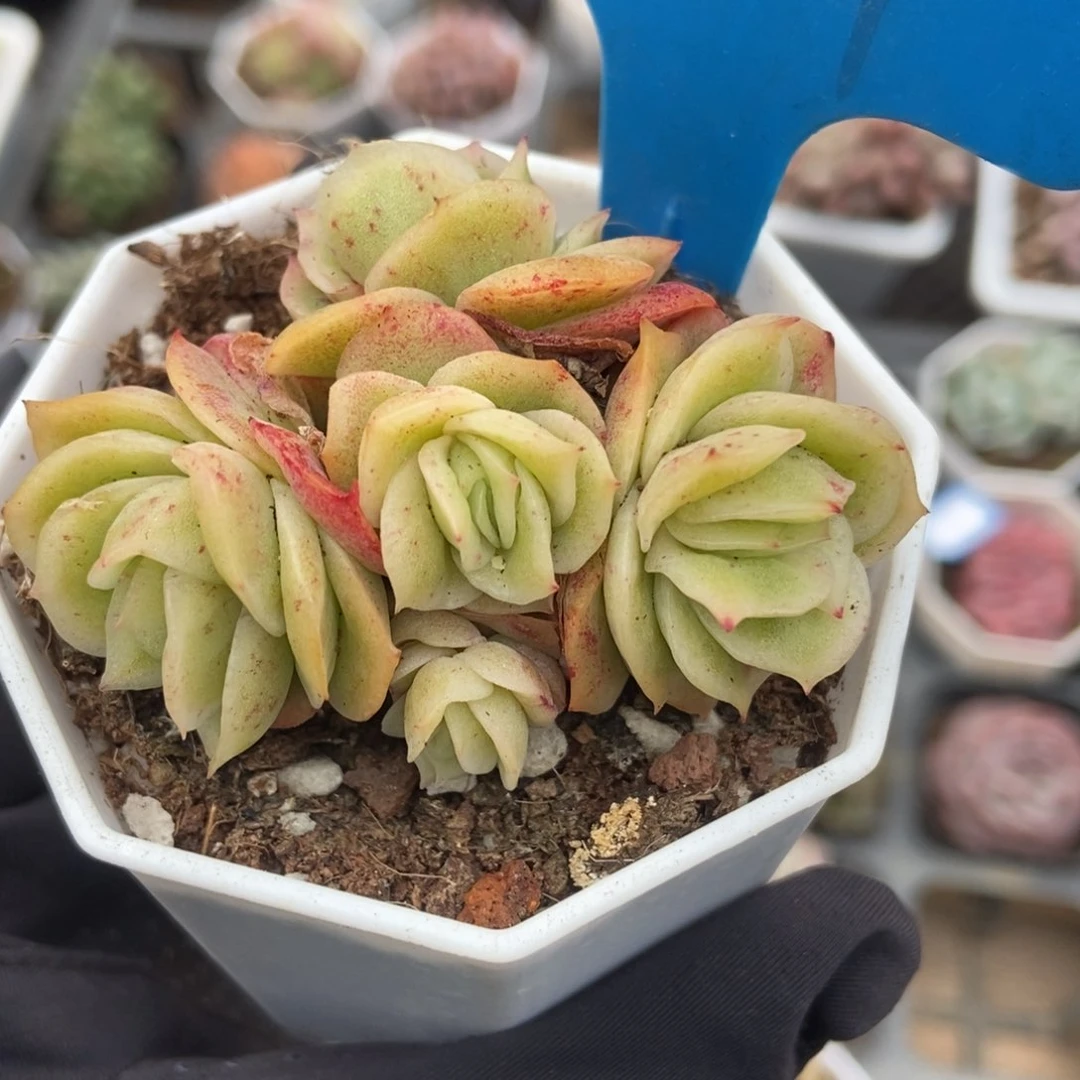 801冰玫瑰锦多肉