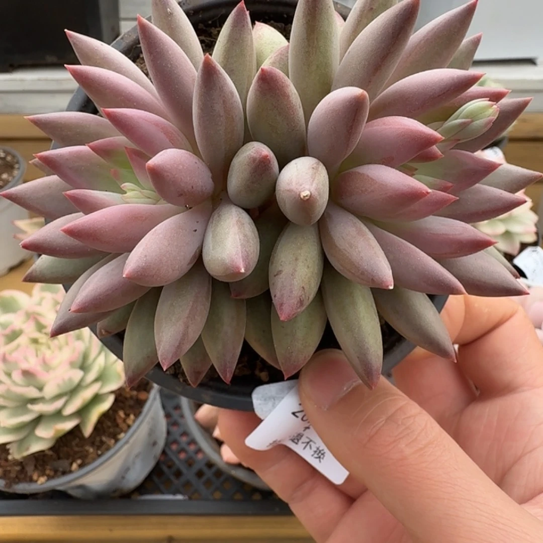 双头虞美人1111120-84