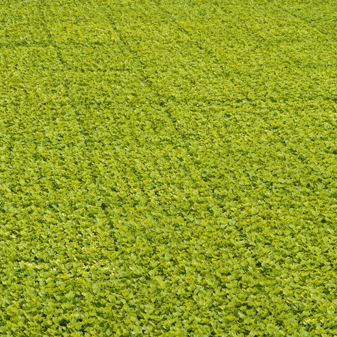 优质蔬菜香芹苗150棵，成活率高。一穴15到20颗