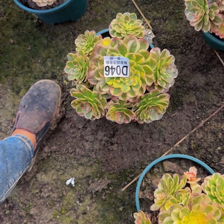海神花25-22包邮花花
