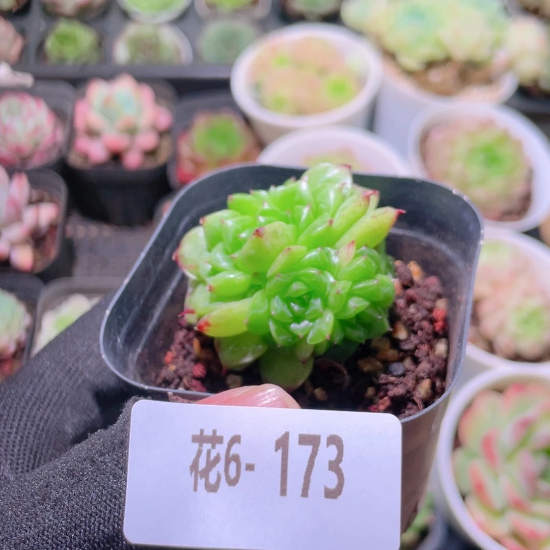 花利美 6-173麦秆