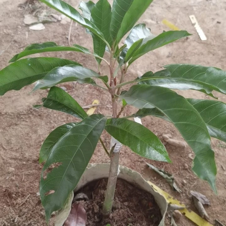 慌***伴完全开放国际版？。。。。