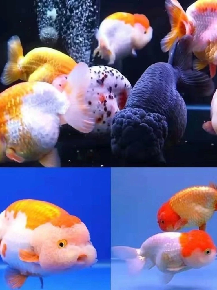 【顺丰发货】精品冷水国粹金鱼观赏鱼6-9CM