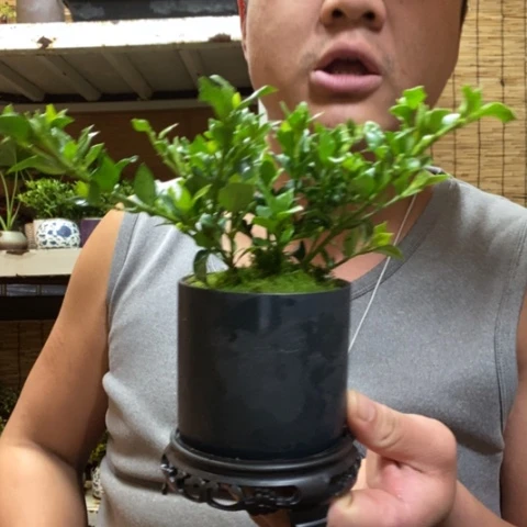 红陶一物一拍所见即所得176
