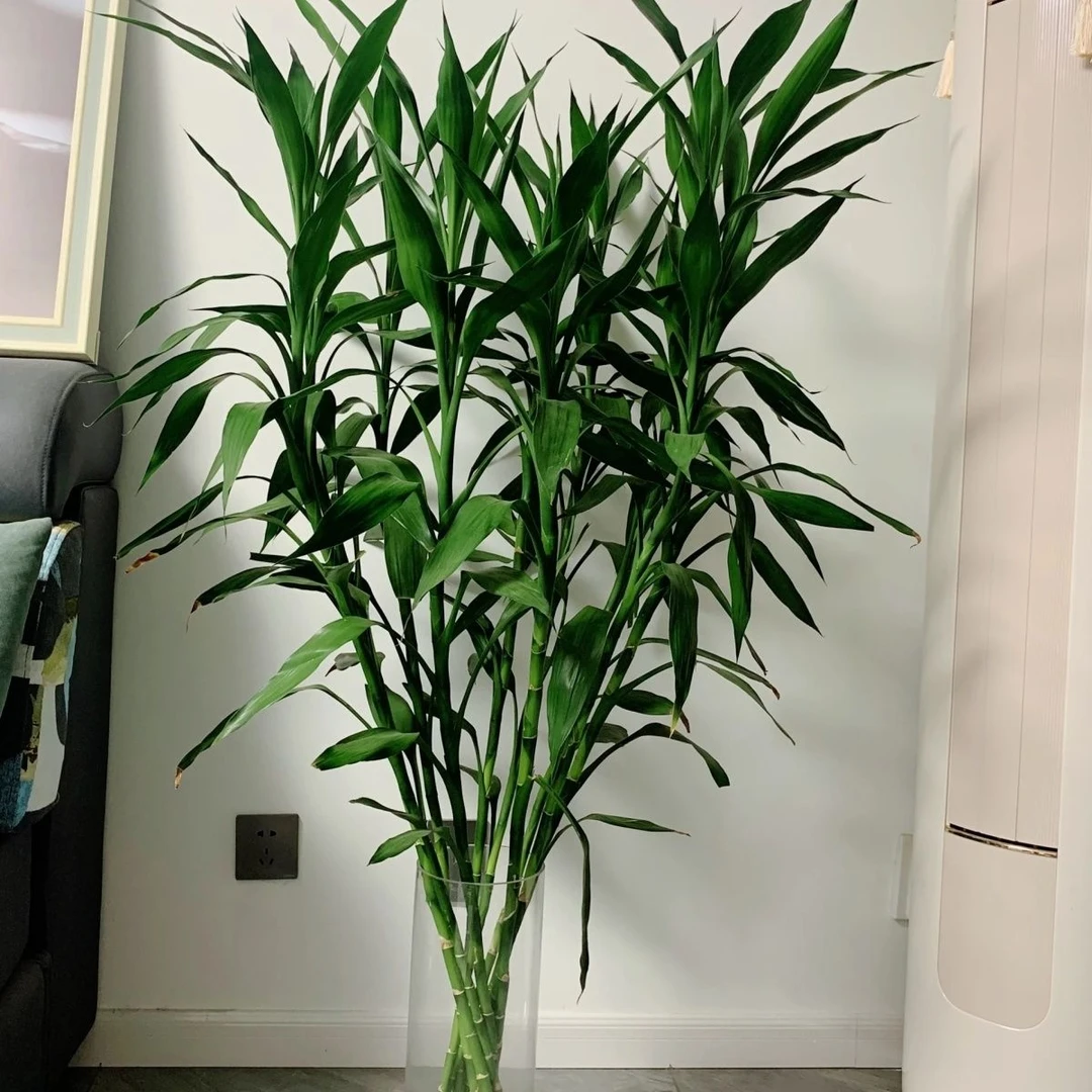 【超大粗竹】富贵竹水培植物大叶竹转运竹盆栽植物室内绿植花卉