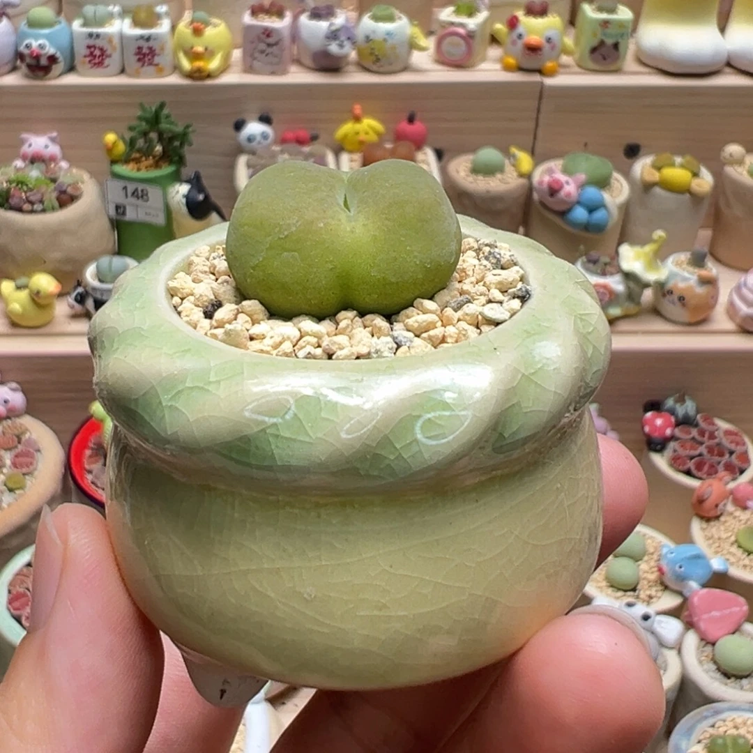 多肉植物158号蟠桃