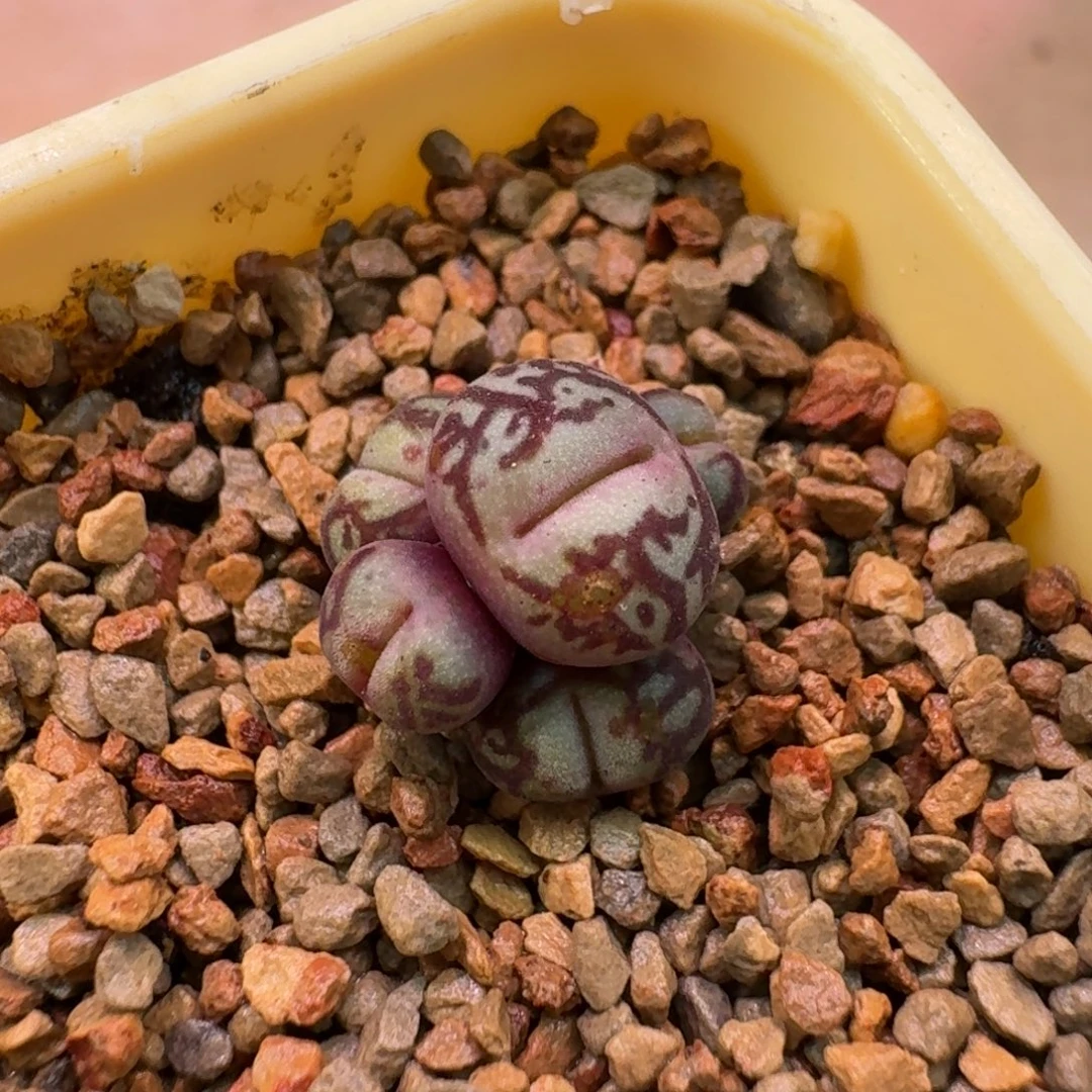 l***u云缦精品番杏28.10