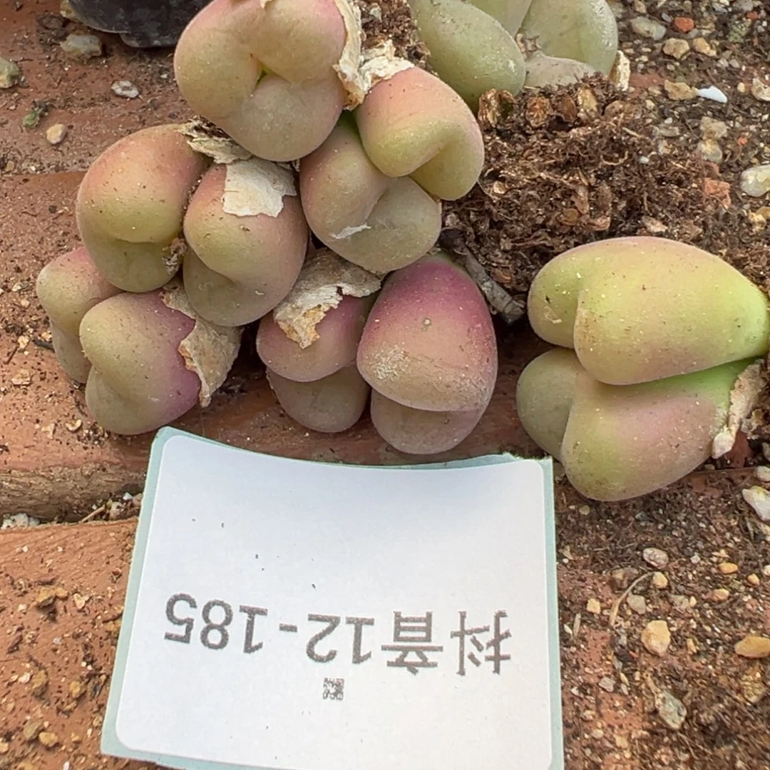 12-185量拍空卡佛母本以下一颗