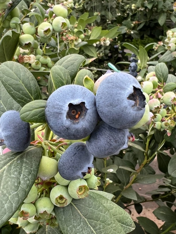 22+特大蓝莓L11 酸酸甜甜 云南澄江 顺丰空运