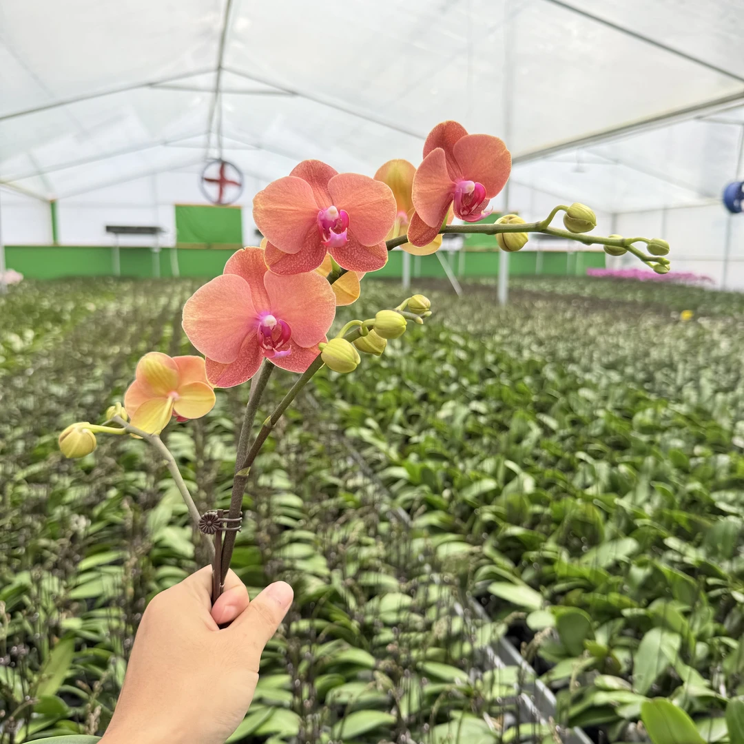 【金桔】蝴蝶兰精品花卉 爱马仕橙 蜡质花  带花带花苞 2.8寸杯