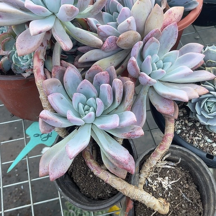 两单包邮，一物一拍，奥普2ke