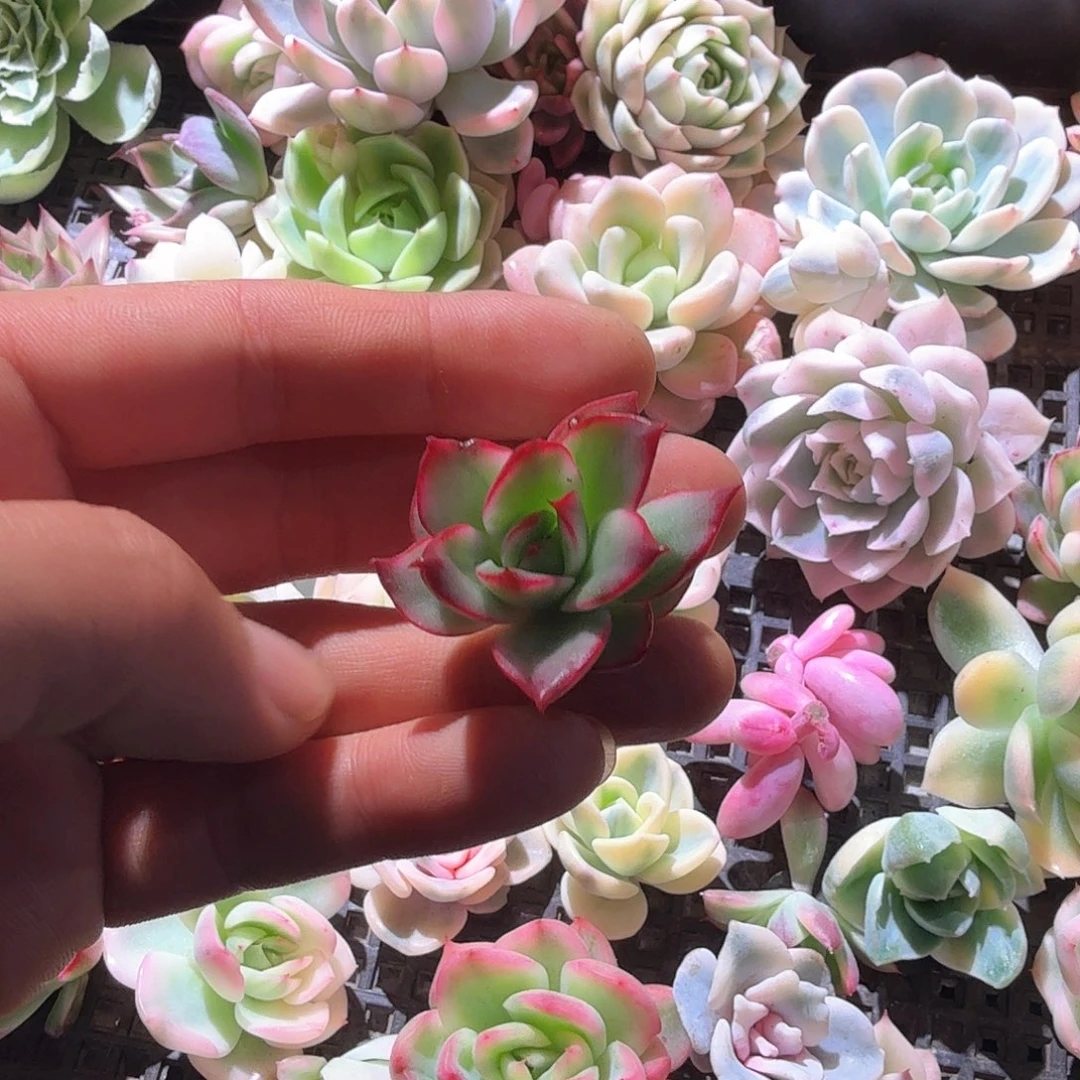 吉赛尔 锦上园艺一物一拍