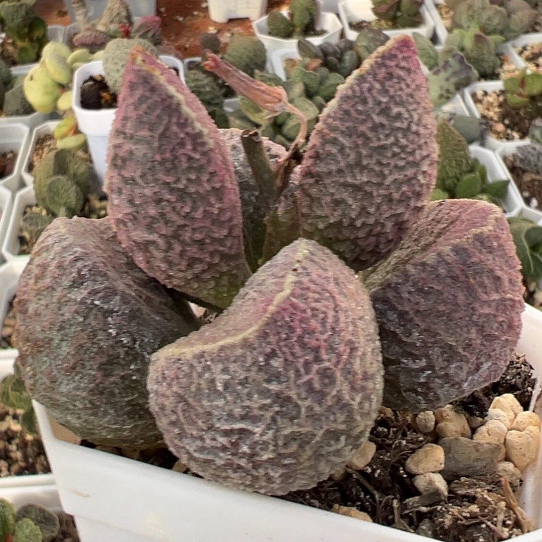 哈莫猪肝单头纯木质桩多肉植物