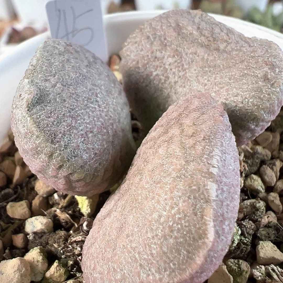 茶 实生新品多肉水泡植物