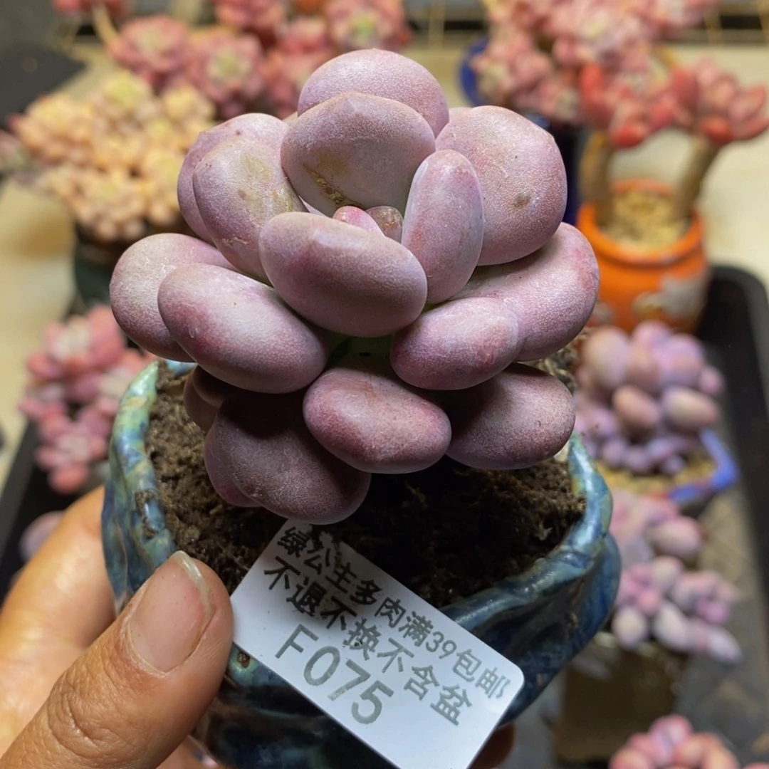 075月美人多肉6c m