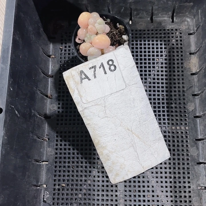 璇*718密密麻麻买买买