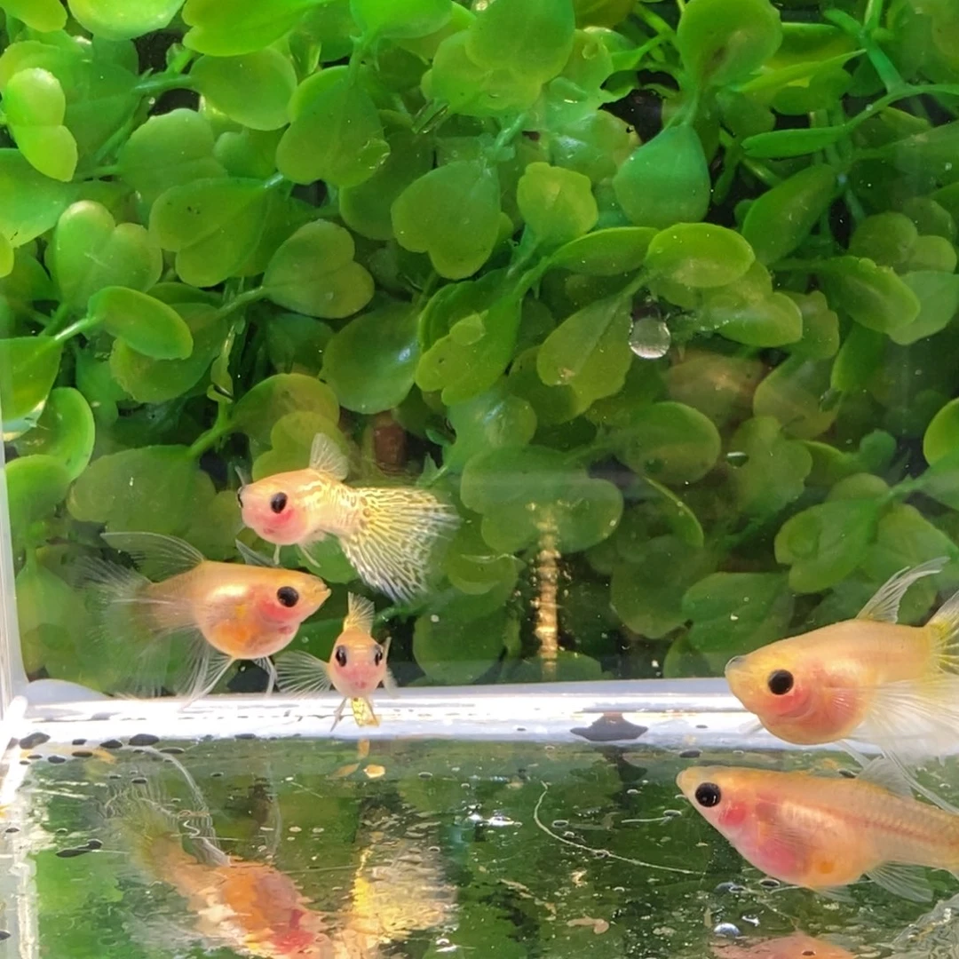 孔雀鱼黄礼服玻璃c两对加一条普通