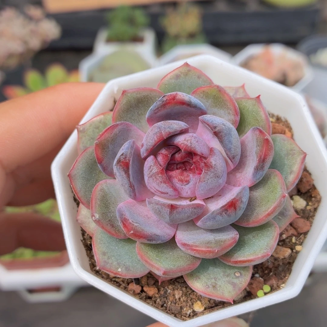 黑橙梦露多肉9.9包邮发货