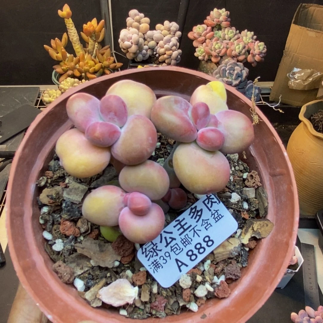 888芒果奶kk奶多肉7c m