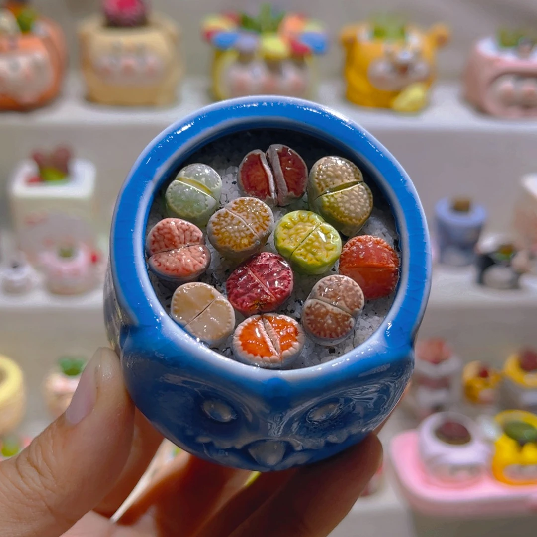 033高端多肉带盆土一套10