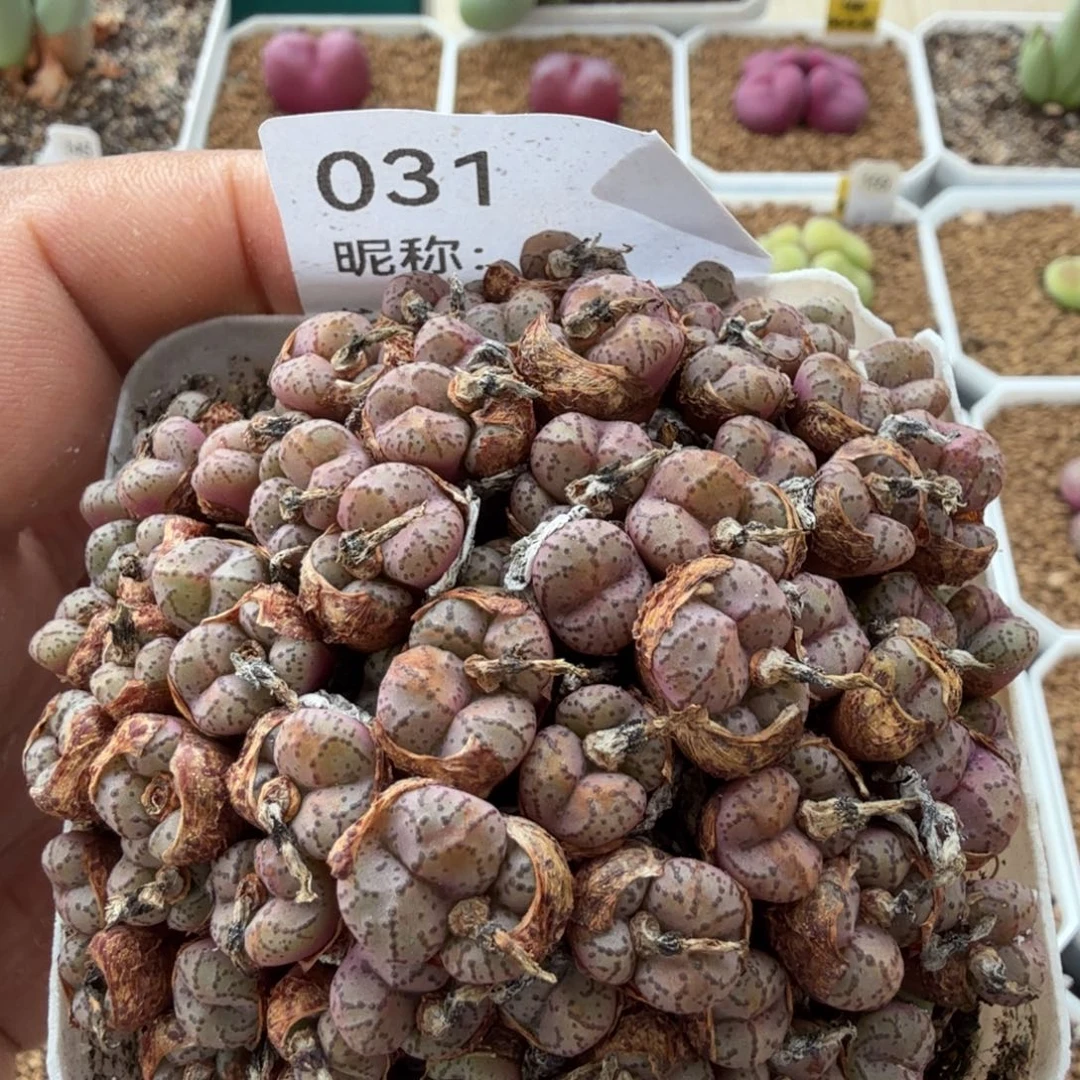 多肉植物多肉植物多肉植物