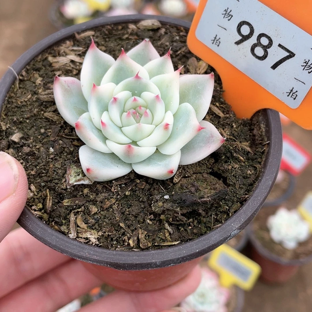 【闪购商品】987号