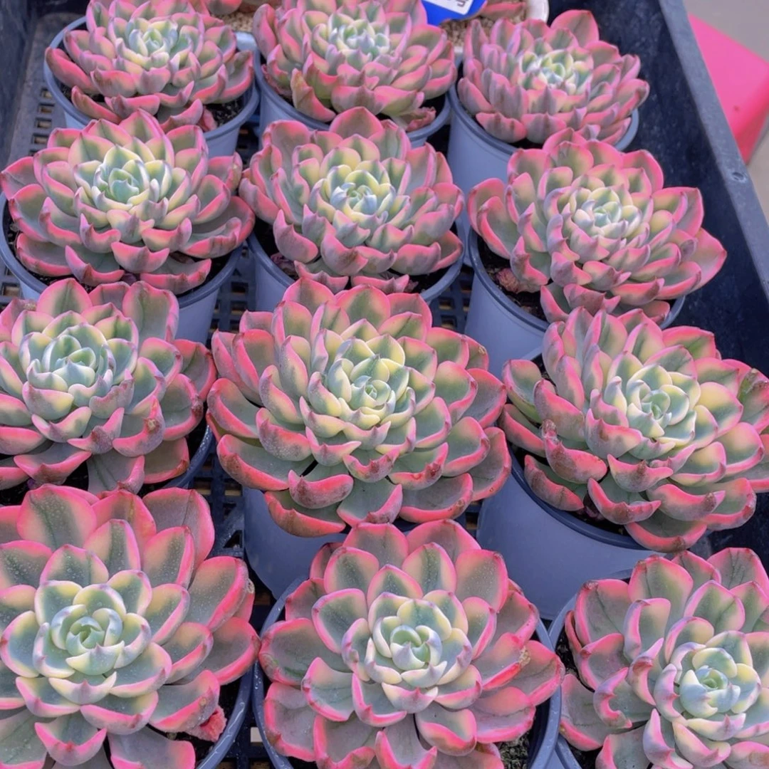 量拍73号 荧光雨滴锦大单头一个