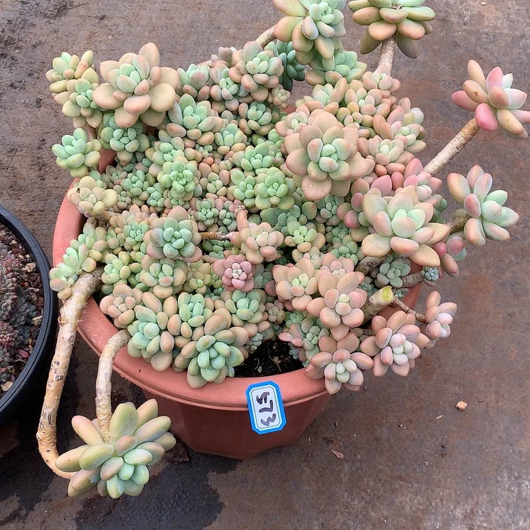 573洛神一物一拍多肉