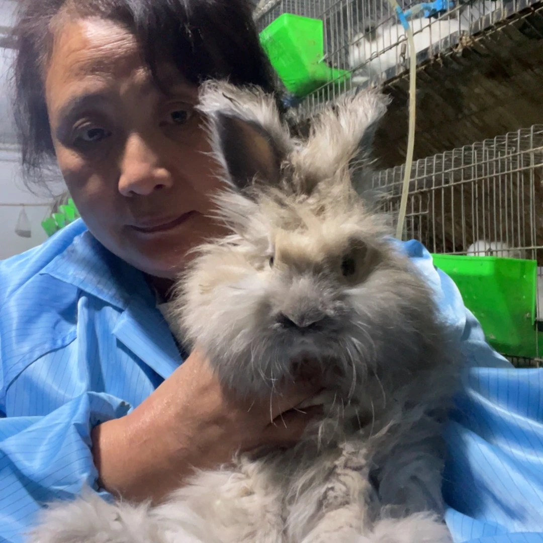 双血统英系安拉兔子