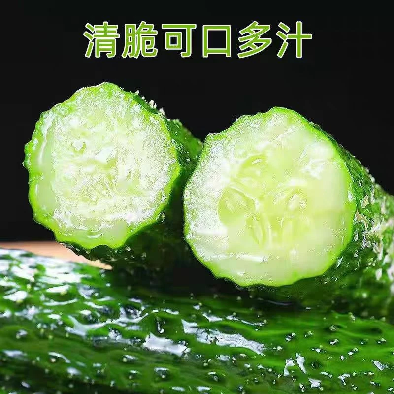 【蓝小甜】山东绿心大黄瓜3斤（约6-8根）/4.5斤（约10-12根）