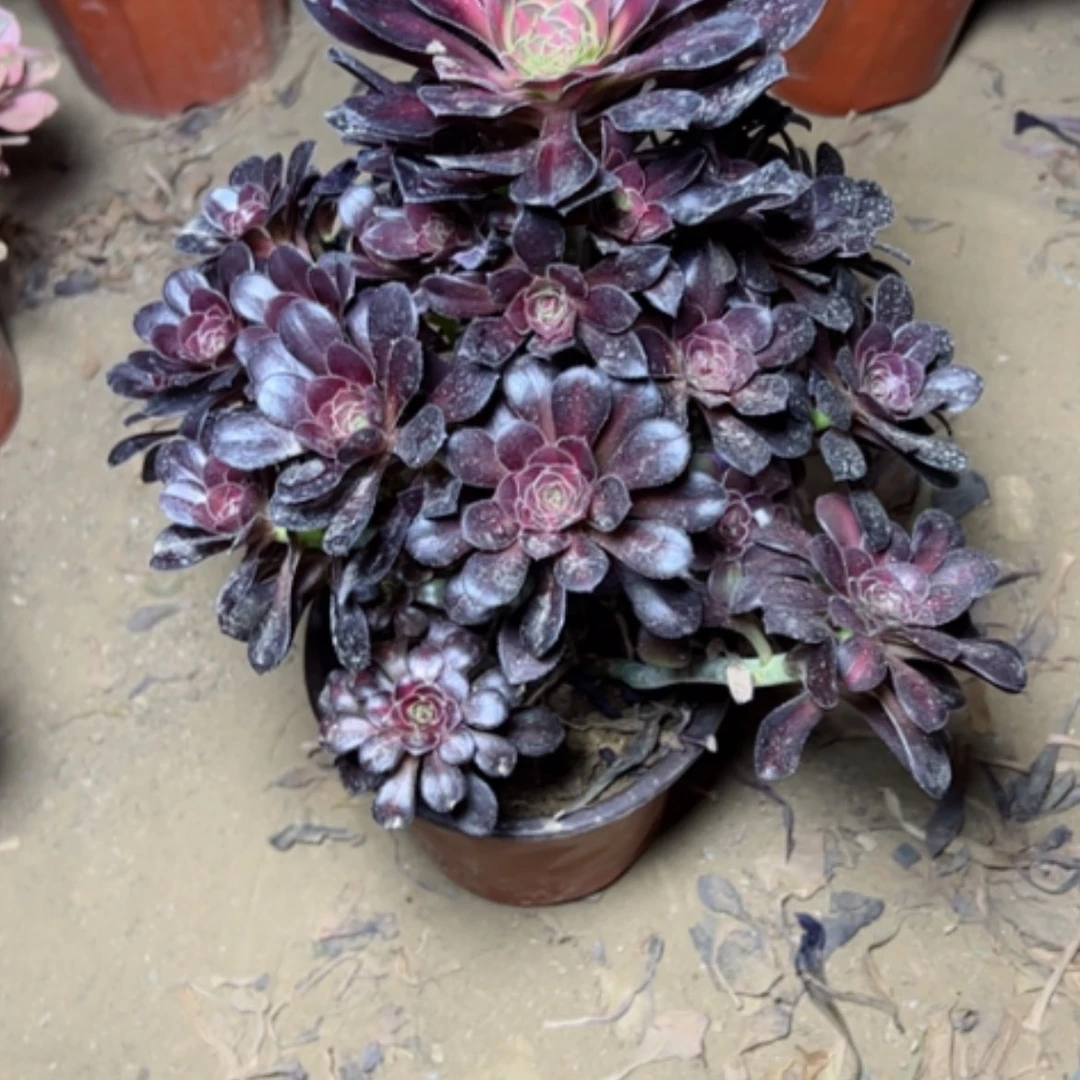 【闪购商品】多肉植物黑园叶3