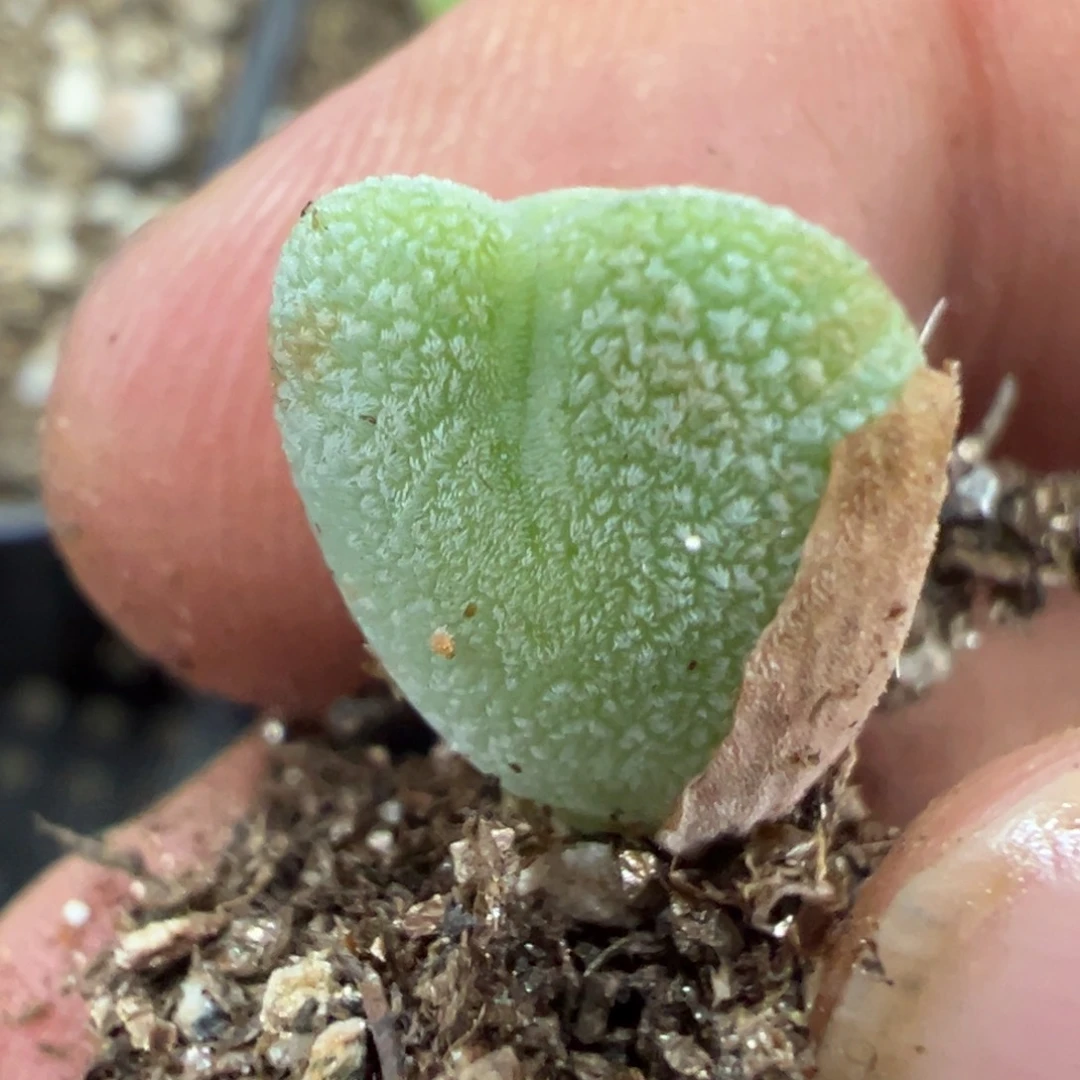 6-142毛将多肉植物，