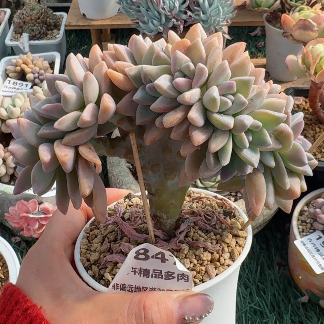 1847一物一拍（满28包邮）