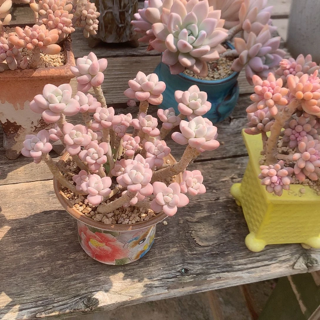 新**灯洛神多肉植物脱土