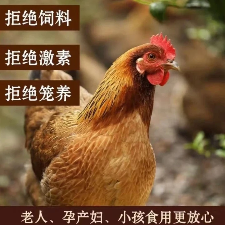 湖北散养黑脚老母鸡不土可退(带内脏)2.3-3斤冷链