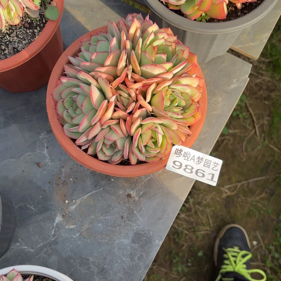 吴***宇开开心心每一天象牙