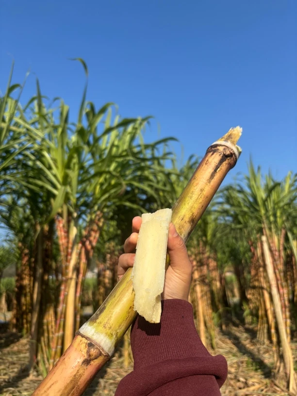 云南老品种甘蔗 新鲜砍新鲜发 记忆里小时候的味道 农家自种