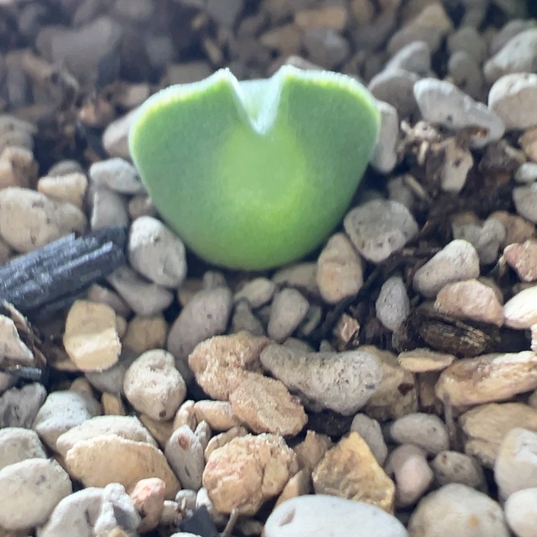 娜***ಥ超大眼睛空蝉多肉