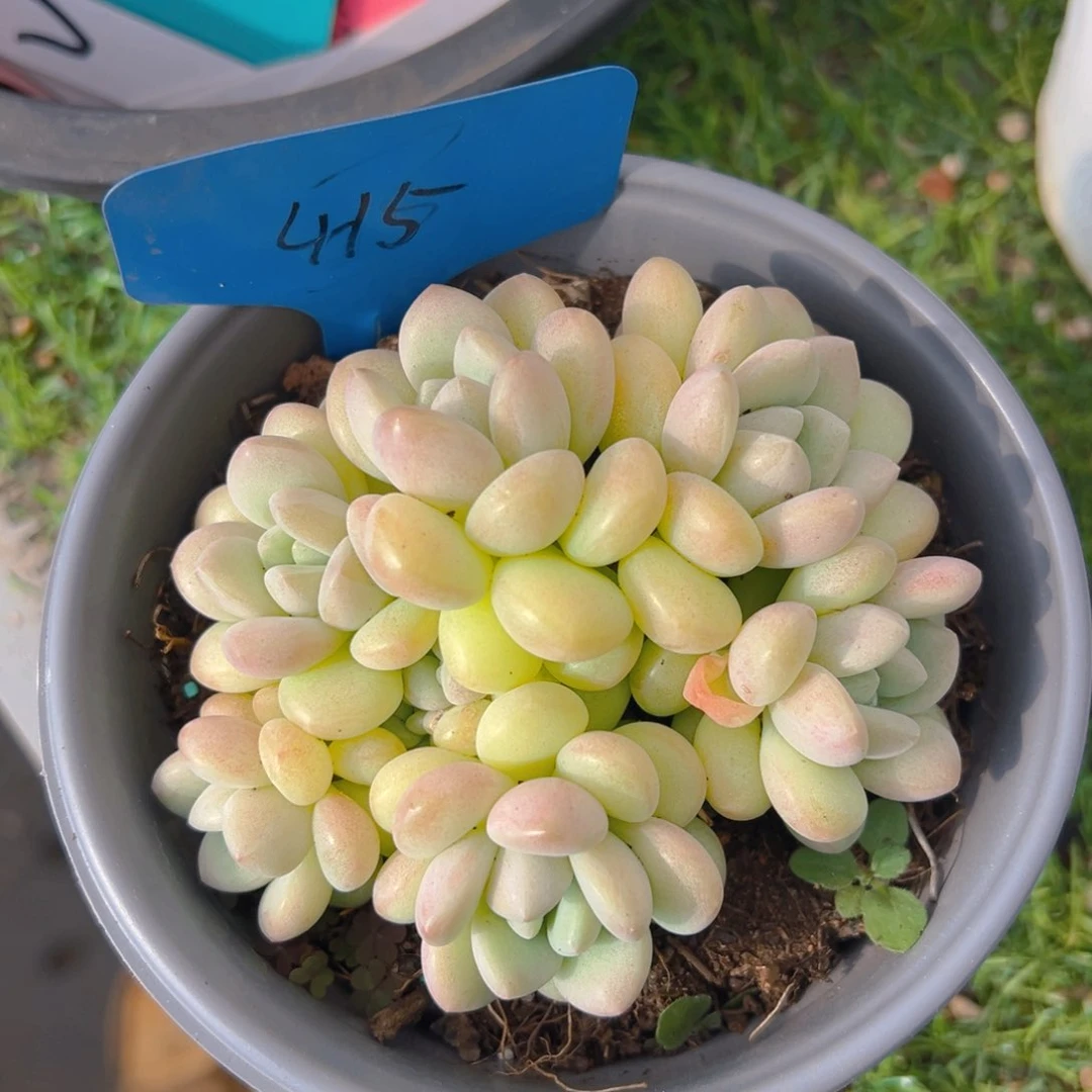 香玉等多种名贵的产品和服务