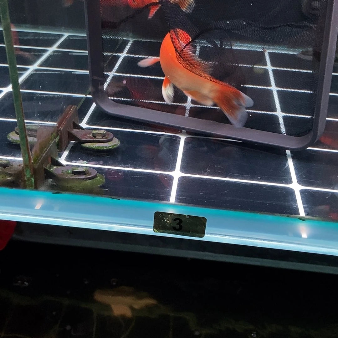 R***.蝴蝶鲤3号红色蝴蝶鲤
