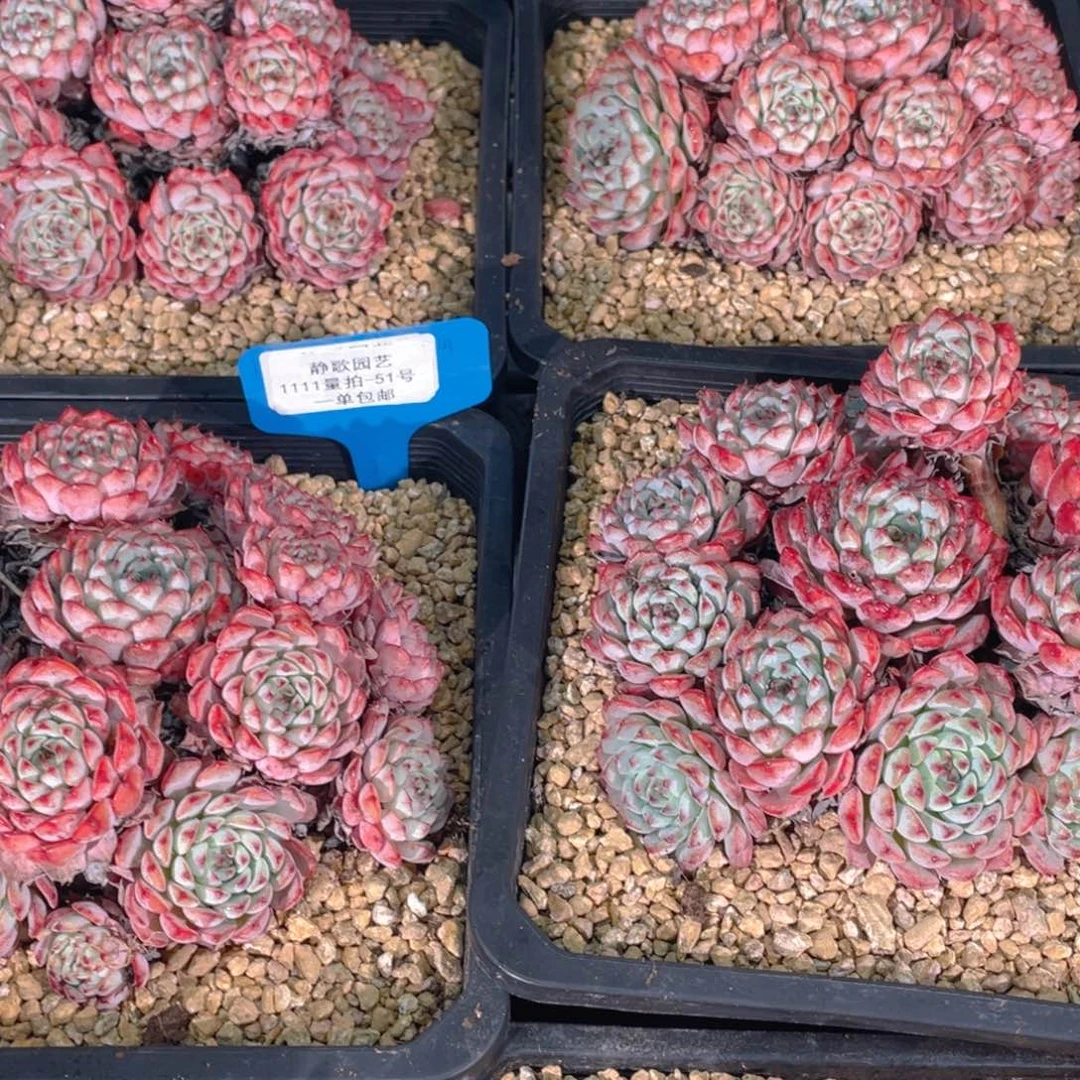 1111-51-大群手捧粉姬莲一颗