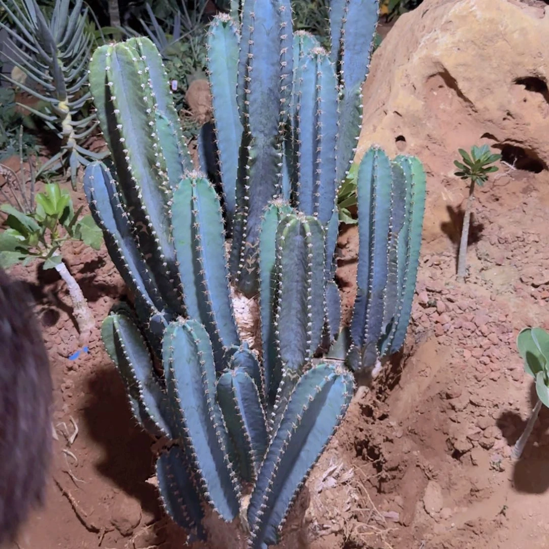 块根植物块根植物