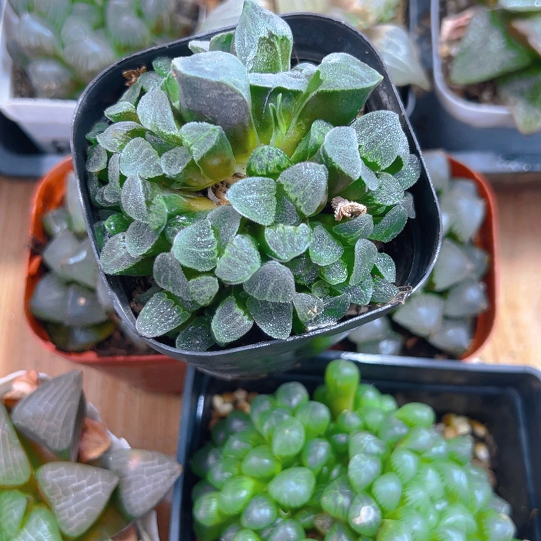 晶****8青瓷群多肉多肉一颗