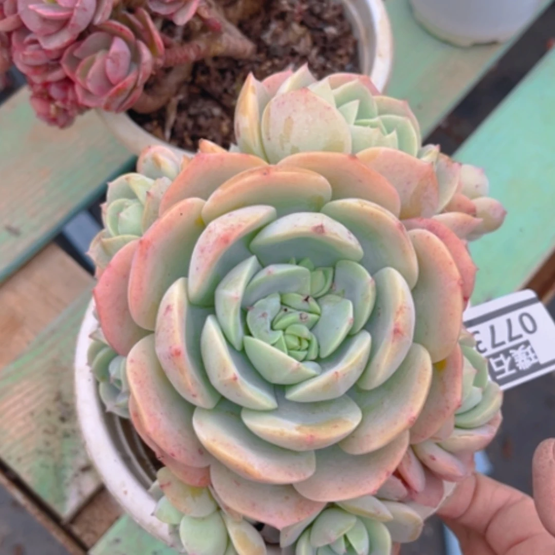 【闪购商品】恋曲0773