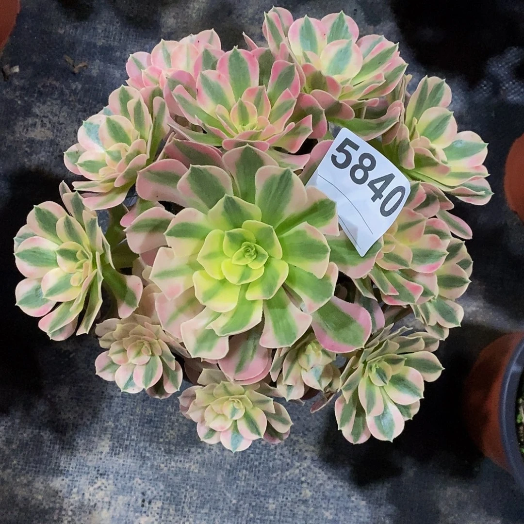 5840女巫3333333333